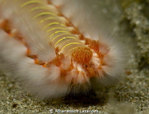Bearded fire-worm by Athanassios Lazarides 